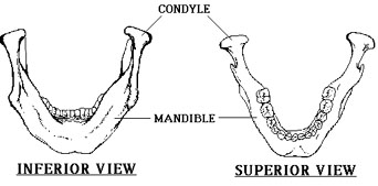 APMandibles: 