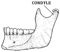 LatMandible: 